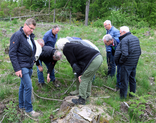 Her studeres angreb af snudebiller (foto Mogens Ballegaard)